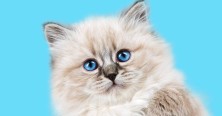 http://www.milkbarmag.com/2018/08/23/melbourne-cat-lovers-show-ticket-giveaway/