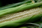 https://milkbarmag.com/2012/01/31/in-season-corn-2/