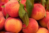 https://milkbarmag.com/2012/02/07/in-season-peaches/