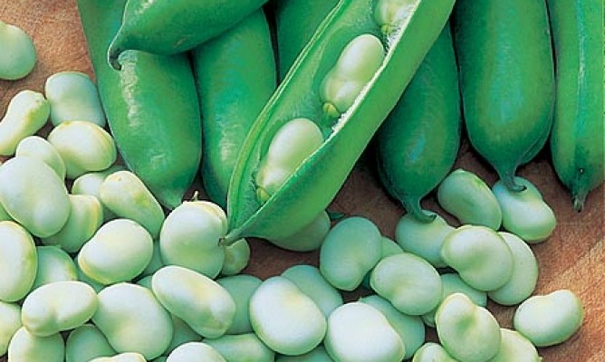 https://milkbarmag.com/2010/11/28/in-season-broadbeans/