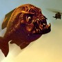 https://milkbarmag.com/2011/04/25/mega-piranha/