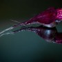 https://milkbarmag.com/2013/08/29/in-season-beetroot/