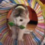 https://milkbarmag.com/2014/12/11/melbournes-very-first-cat-cafe/