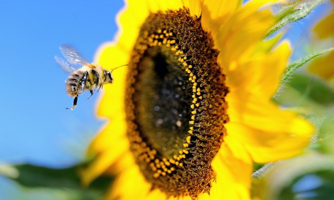 https://milkbarmag.com/2015/09/07/dance-of-the-bee/