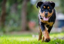 https://milkbarmag.com/2017/01/31/national-pet-adoption-day/
