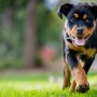 https://milkbarmag.com/2017/01/31/national-pet-adoption-day/