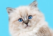 https://milkbarmag.com/2018/08/23/melbourne-cat-lovers-show-ticket-giveaway/
