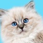 https://www.milkbarmag.com/2018/08/23/melbourne-cat-lovers-show-ticket-giveaway/